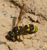 Ancistrocerus sp.